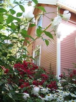 Vuorilinnan kukkaloistoa 